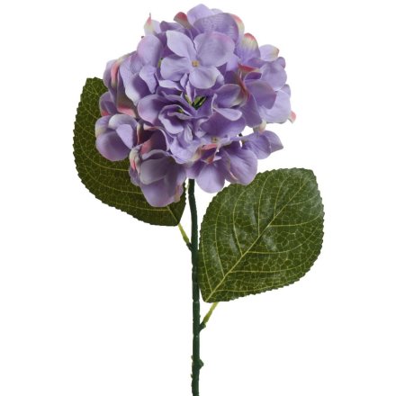 Purple hydrangea stem